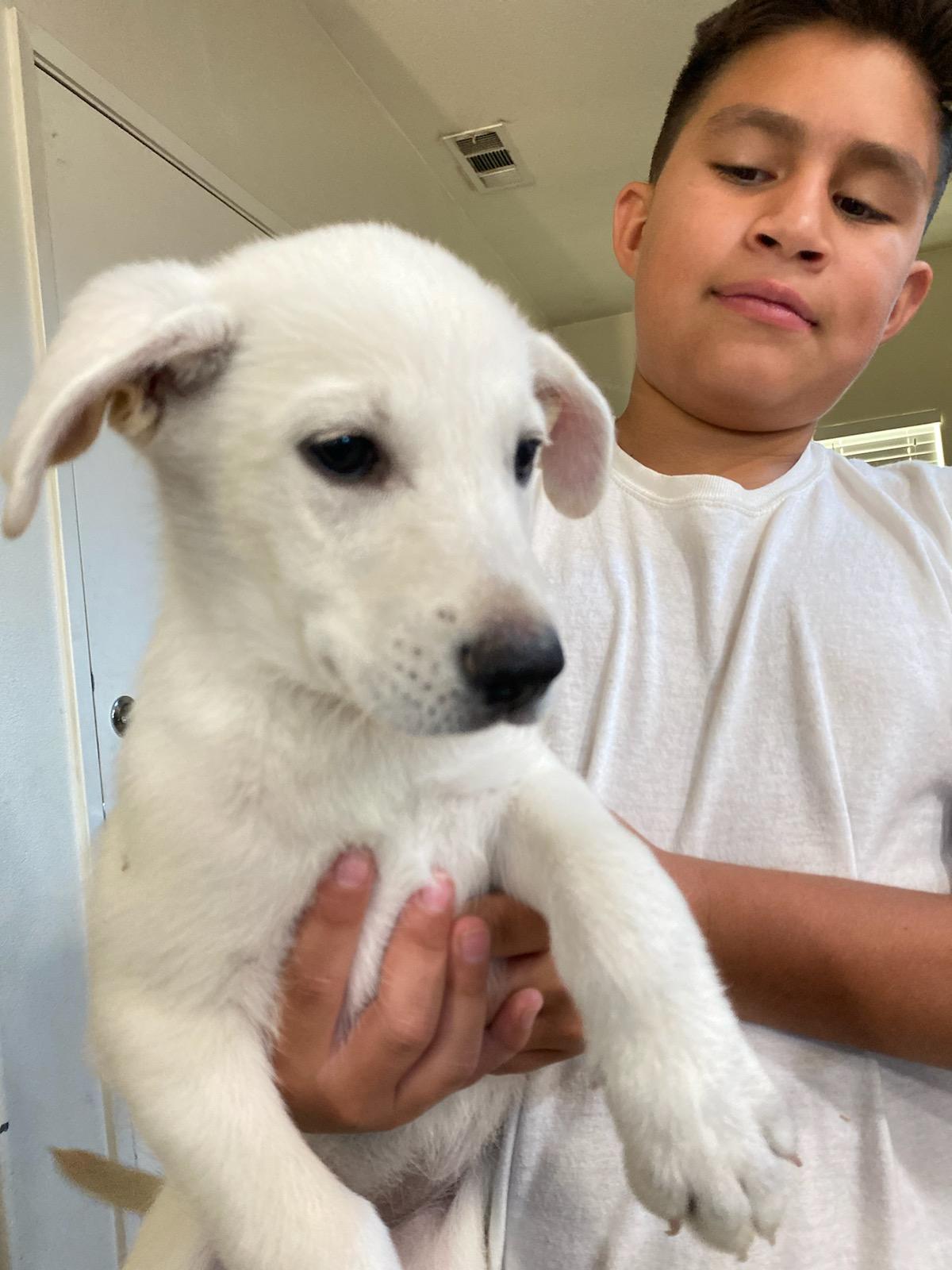 Shepador Puppies