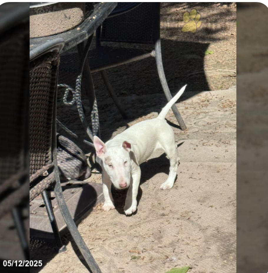 Amazing Bullterrier Puppies