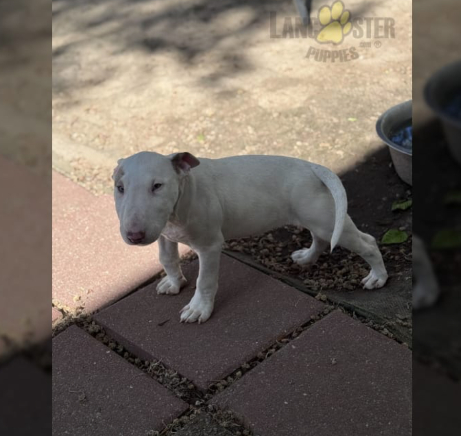 Amazing Bullterrier Puppies