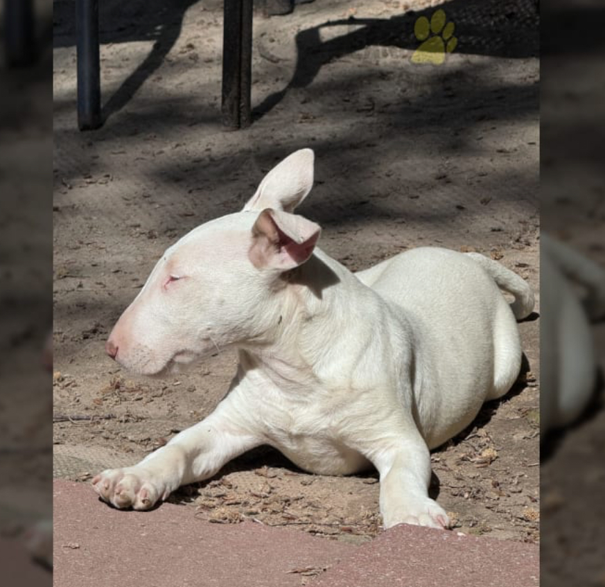 Amazing Bullterrier Puppies