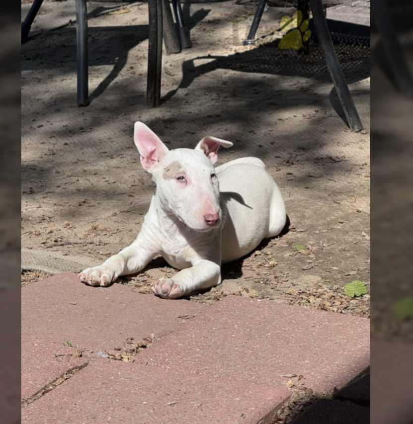 Amazing Bullterrier Puppies
