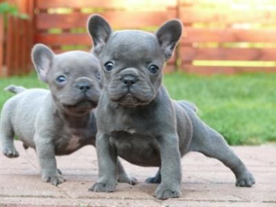 Cute male and female bleu french bulldog puppies