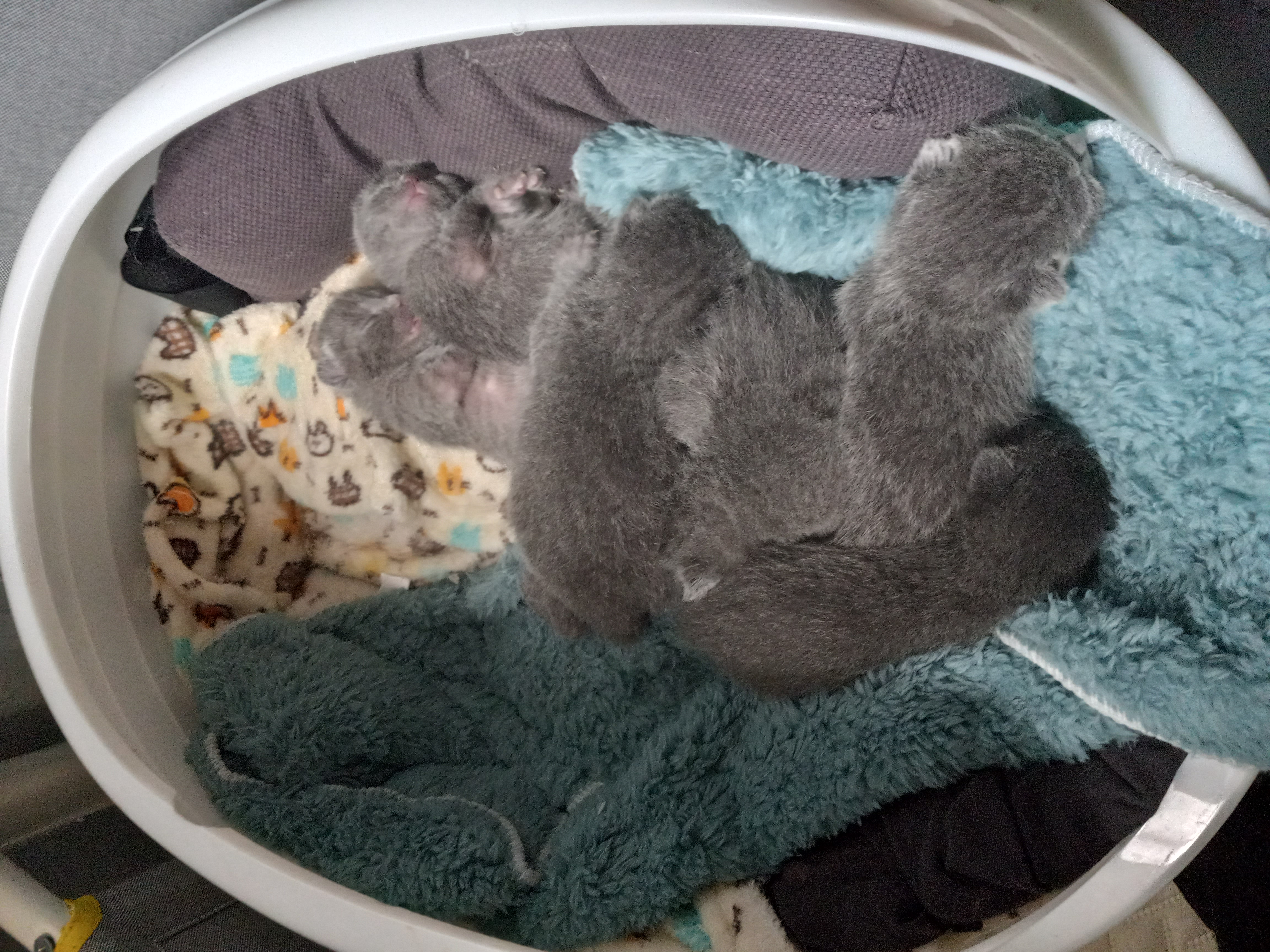 Russian Blue Kittens