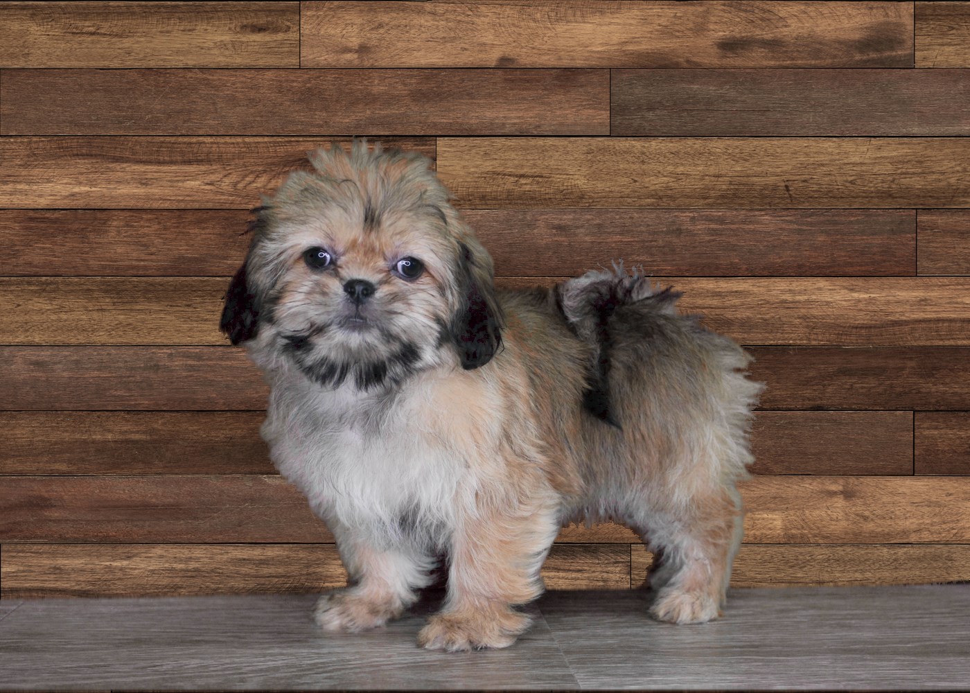 Cici Pekingese / Lhasa Apso