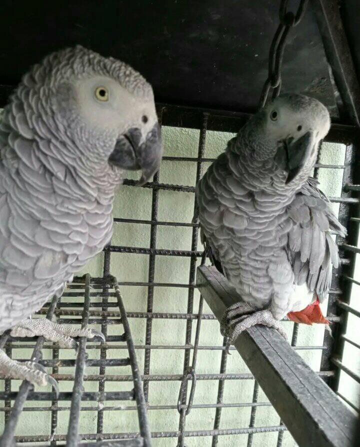 African grey parrots for sale