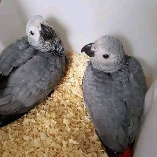 African grey parrots for sale at moderate price