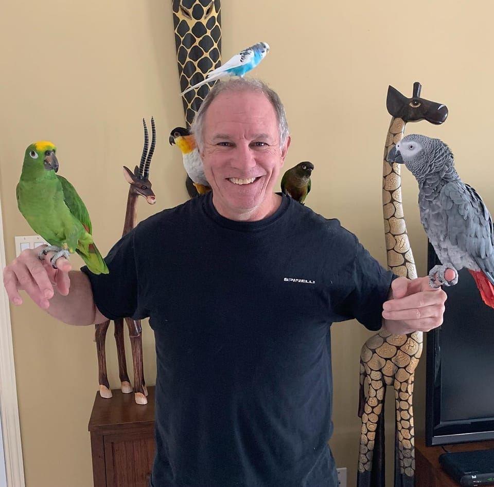 African grey parrots at moderate price