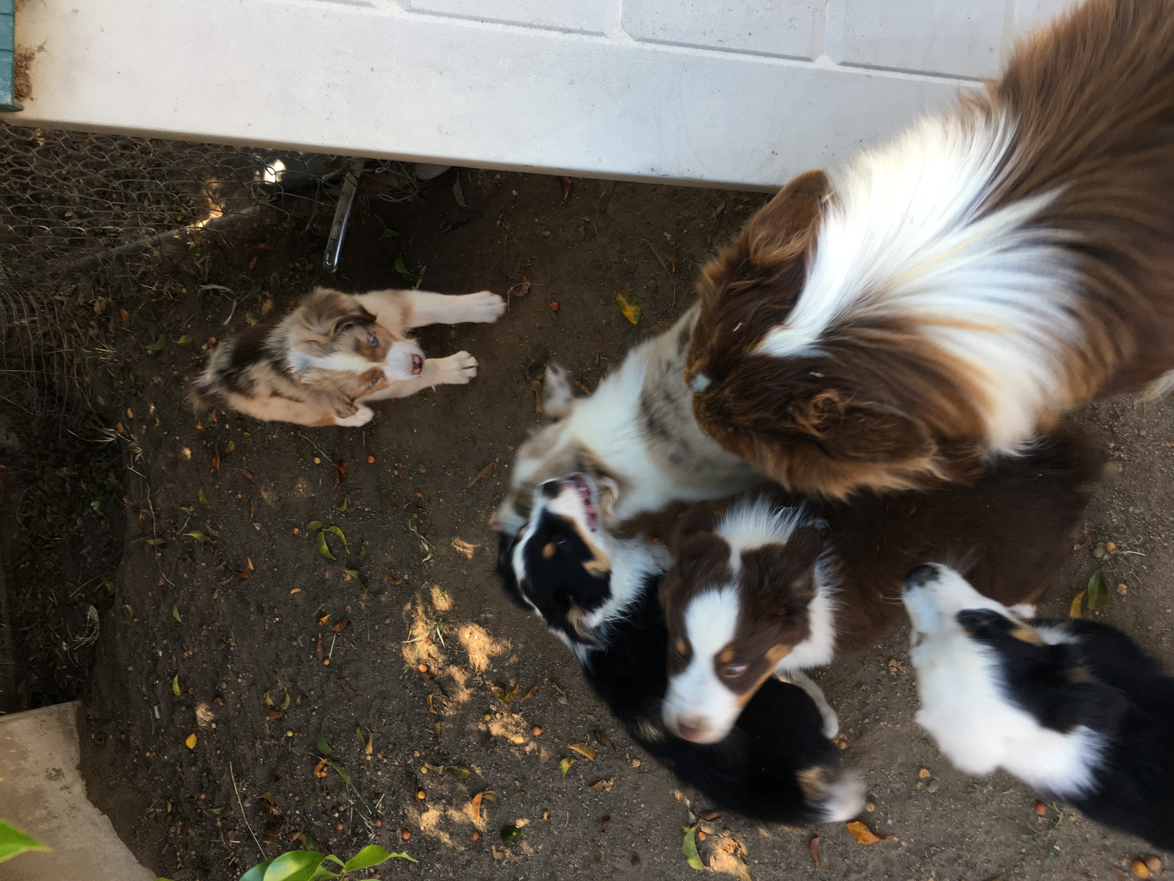 Pennysaver We Have Beautiful Akc Australian Shepherd Puppies In