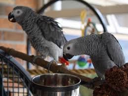 african grey parrots for sale