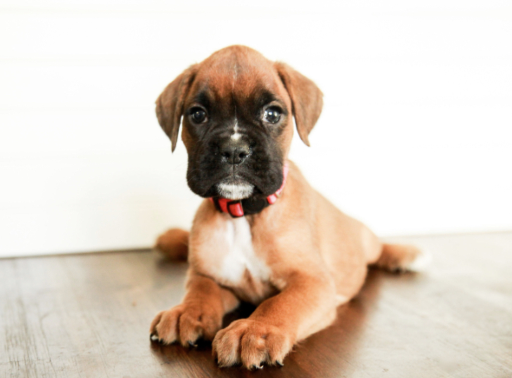 Boxer Puppies For sale