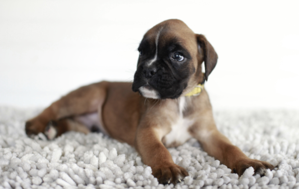 Boxer Puppies For sale