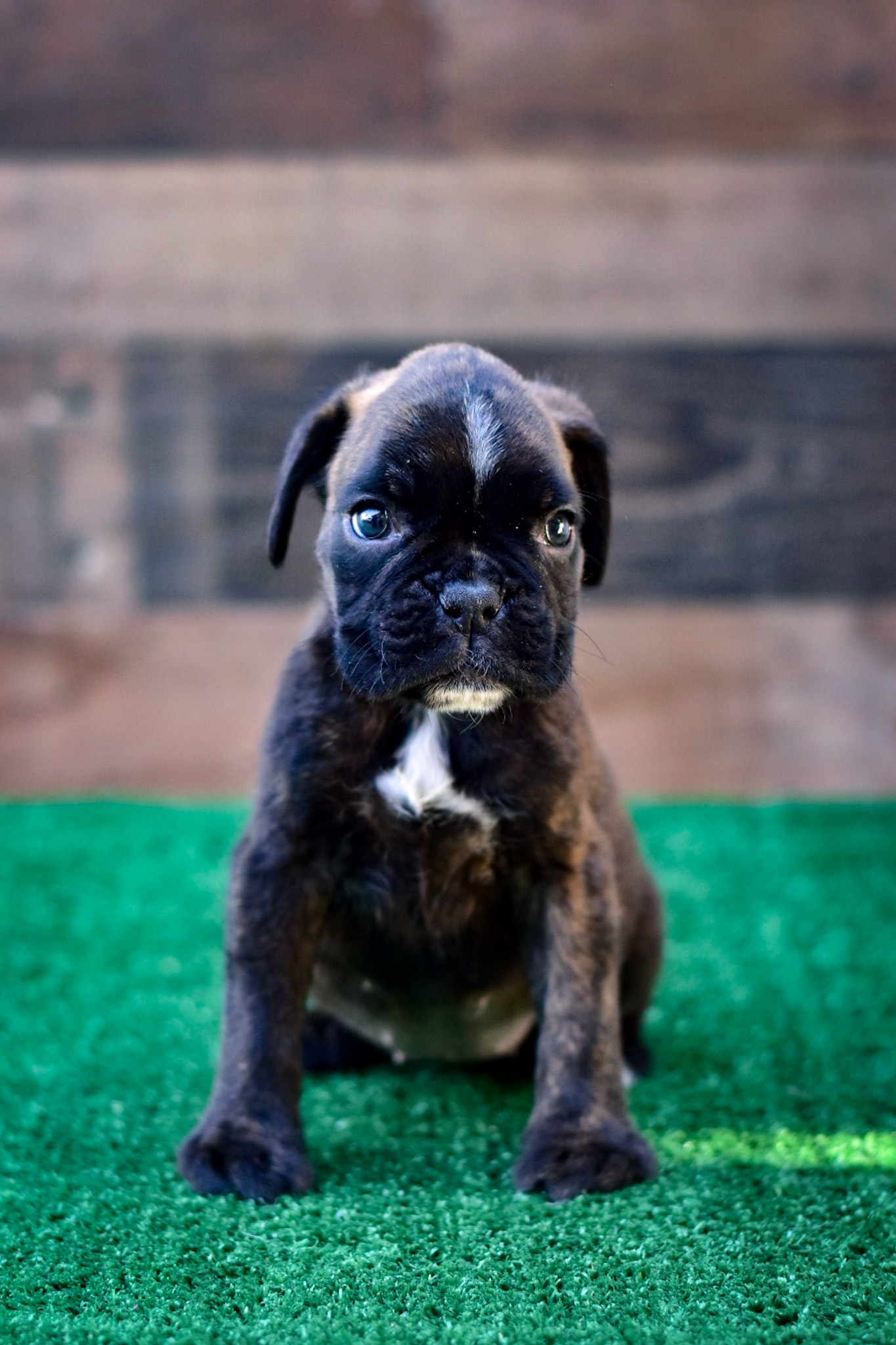 Boxer Puppies For sale