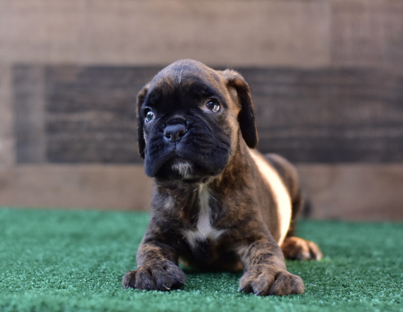 Boxer Puppies For sale