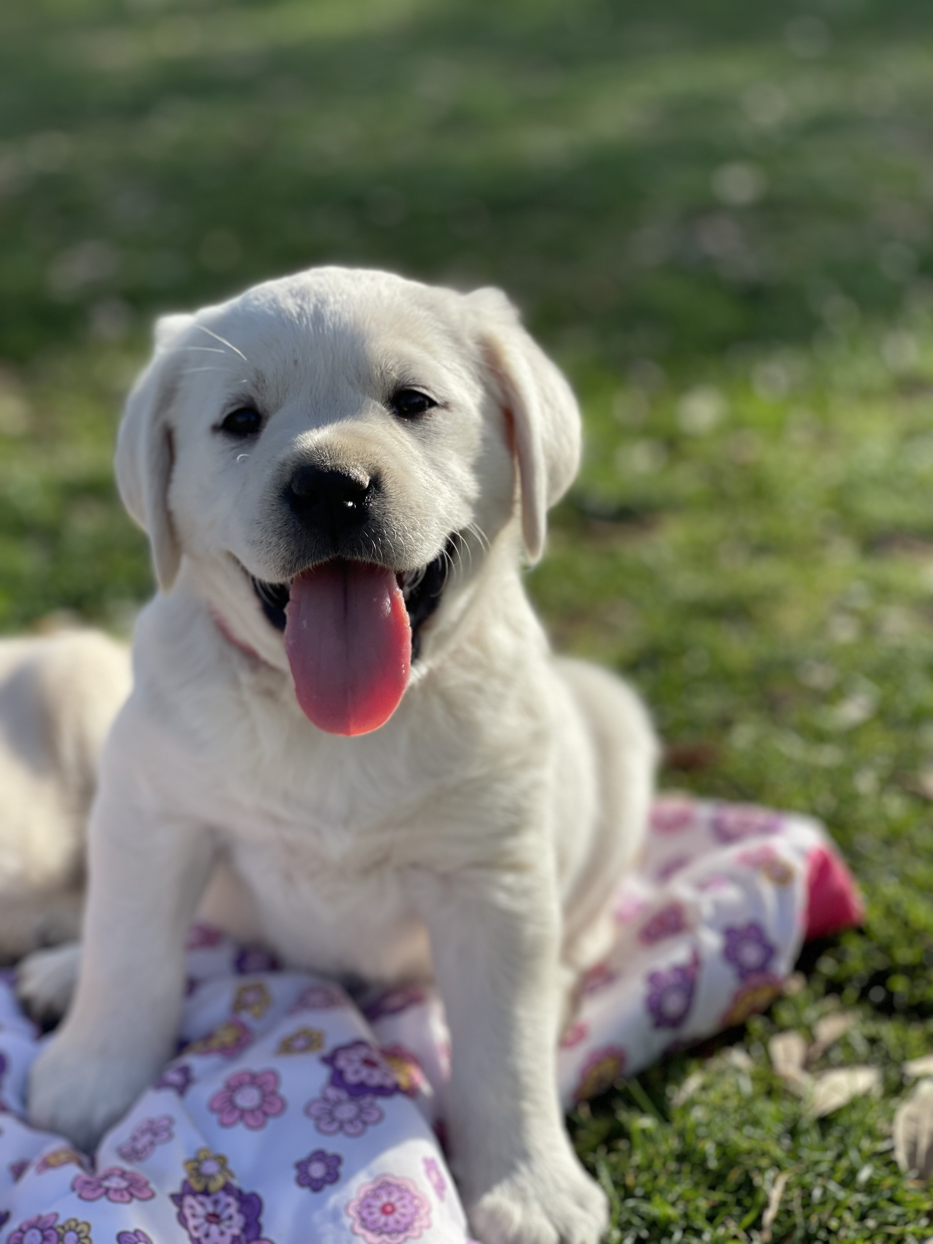 Labrador Puppies