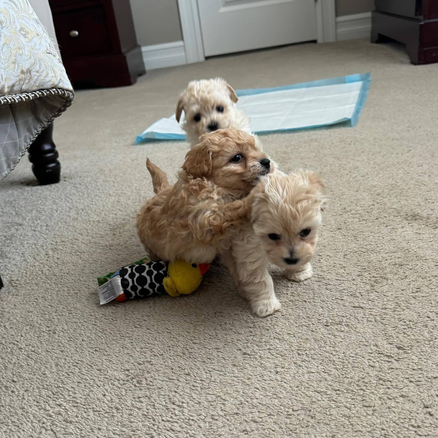 Amazing Maltipoo Puppies for sale