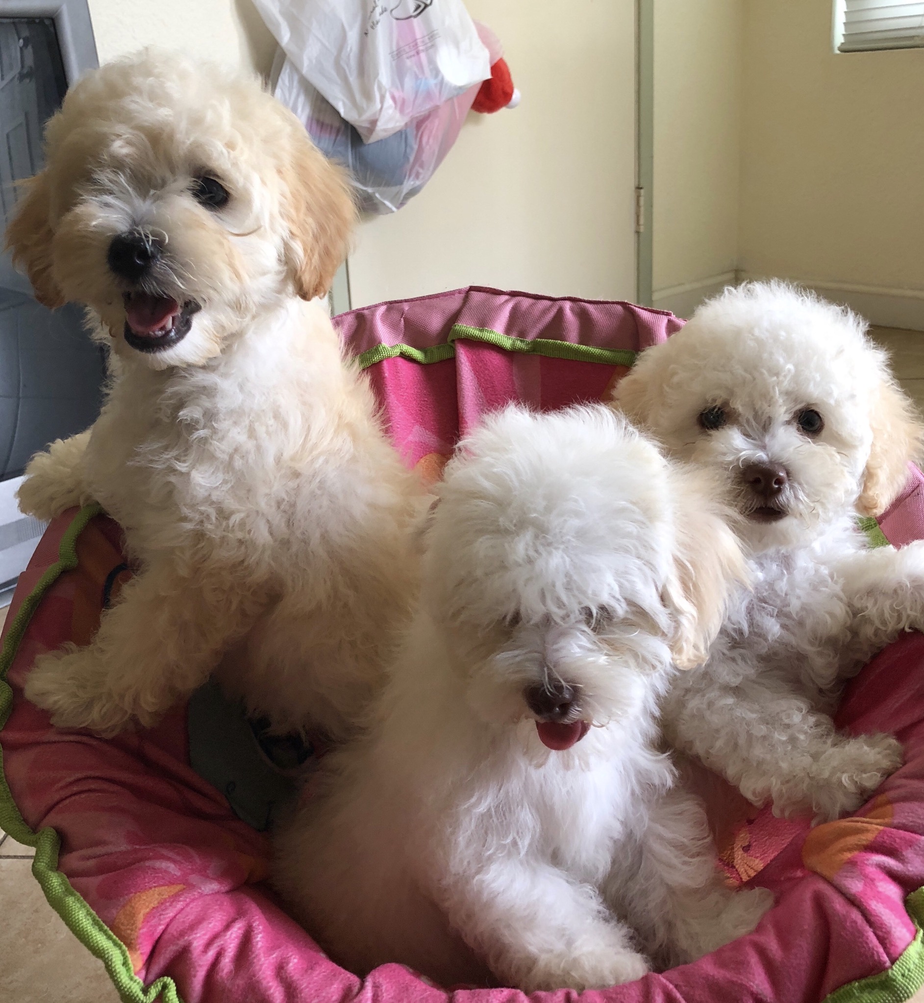 3 Maltipoo Puppies