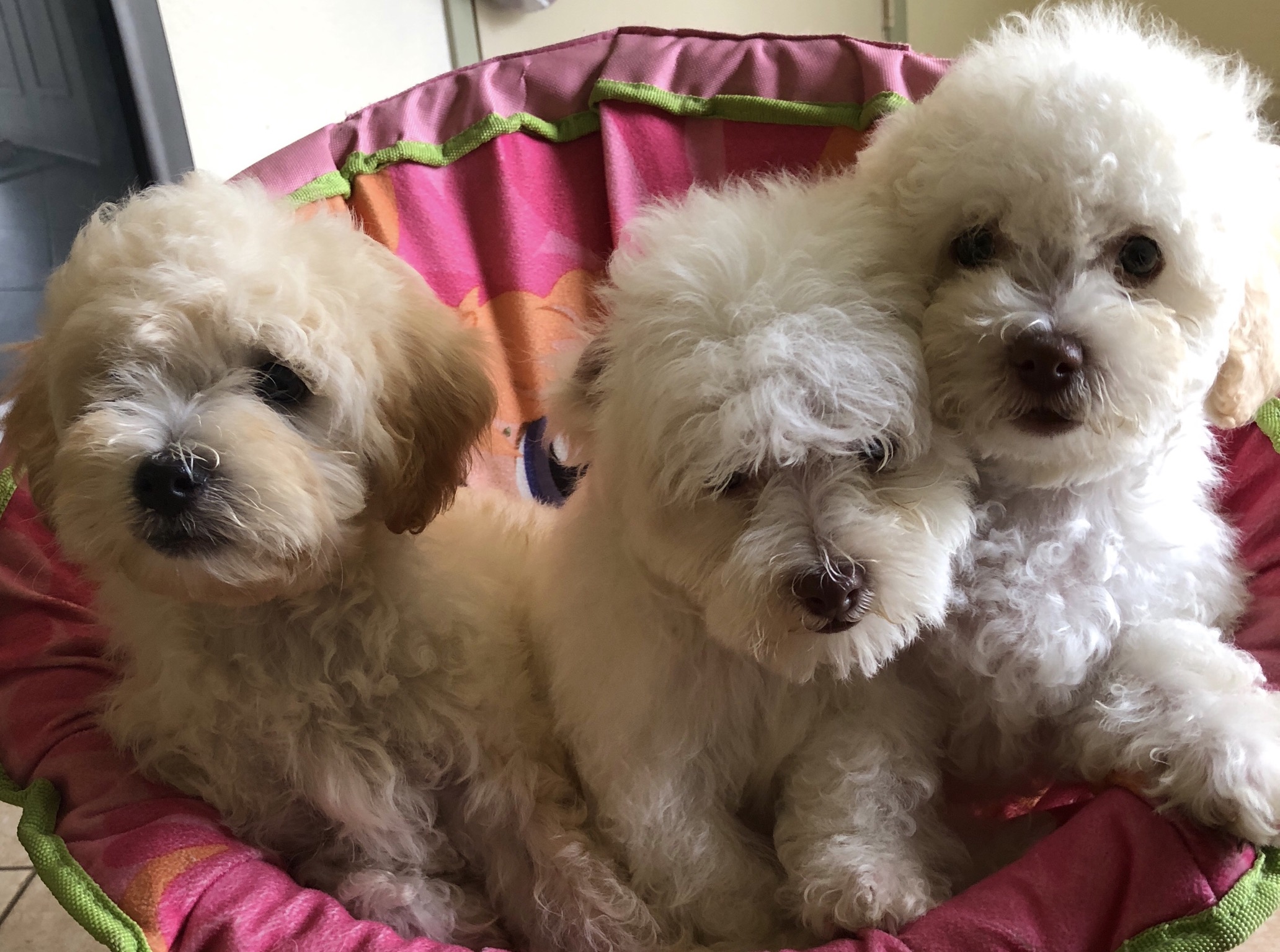 3 Maltipoo Puppies