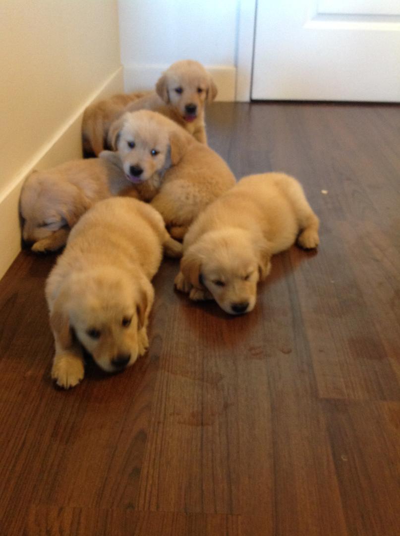 Golden Retriever puppies