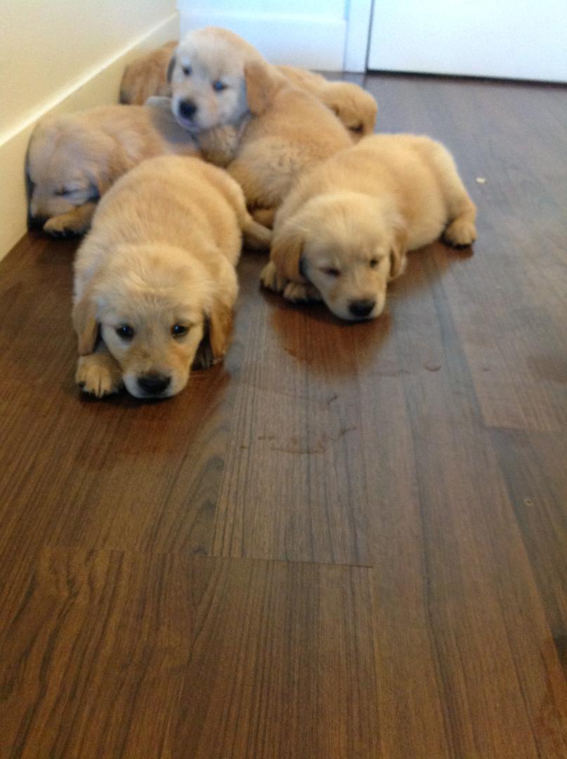 Golden Retriever puppies