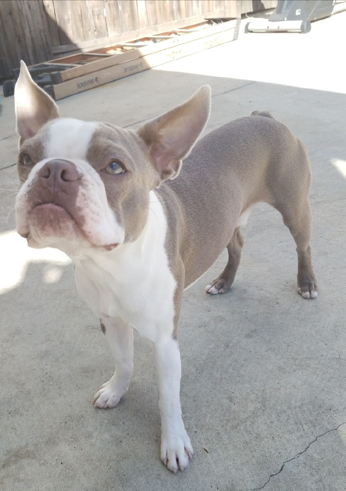 Lilac boston terrier for sale top
