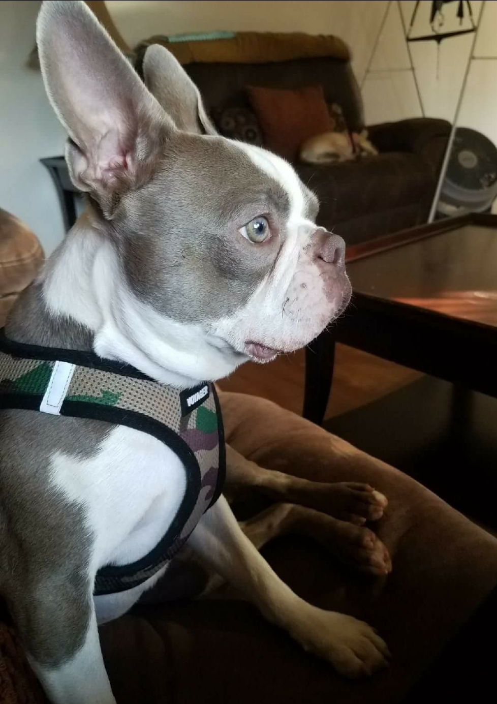 Lilac Boston Terrier Stud