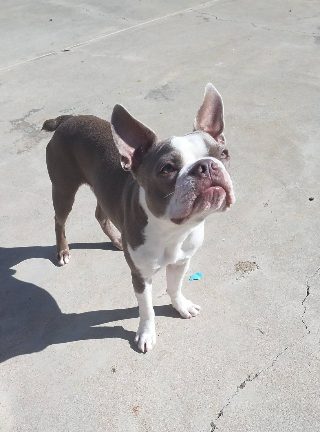 Lilac Boston Terrier Stud