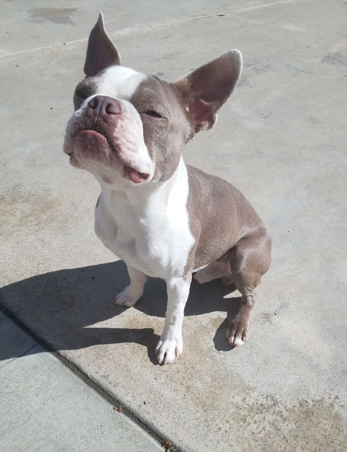 Lilac Boston Terrier Stud