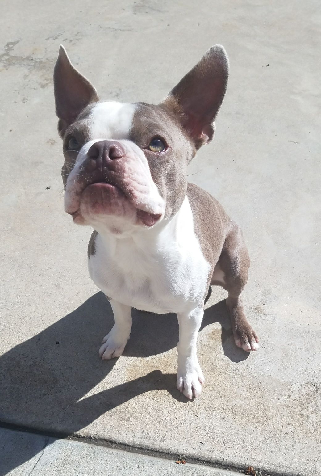 Lilac Boston Terrier Stud