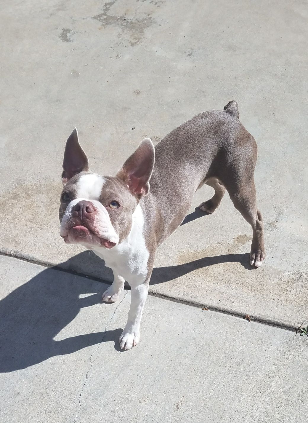 Lilac Boston Terrier Stud
