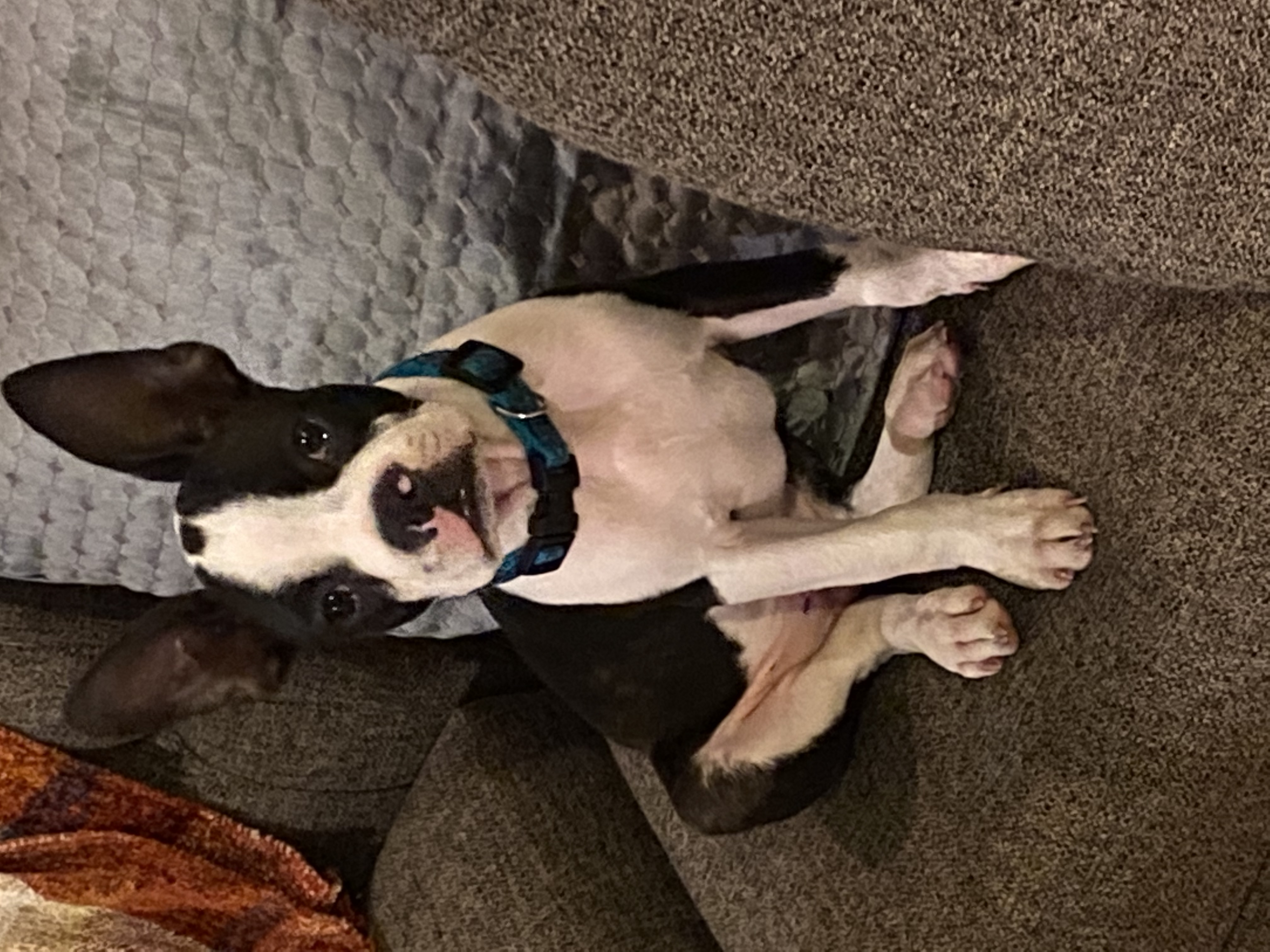 Boston Terrier Puppy
