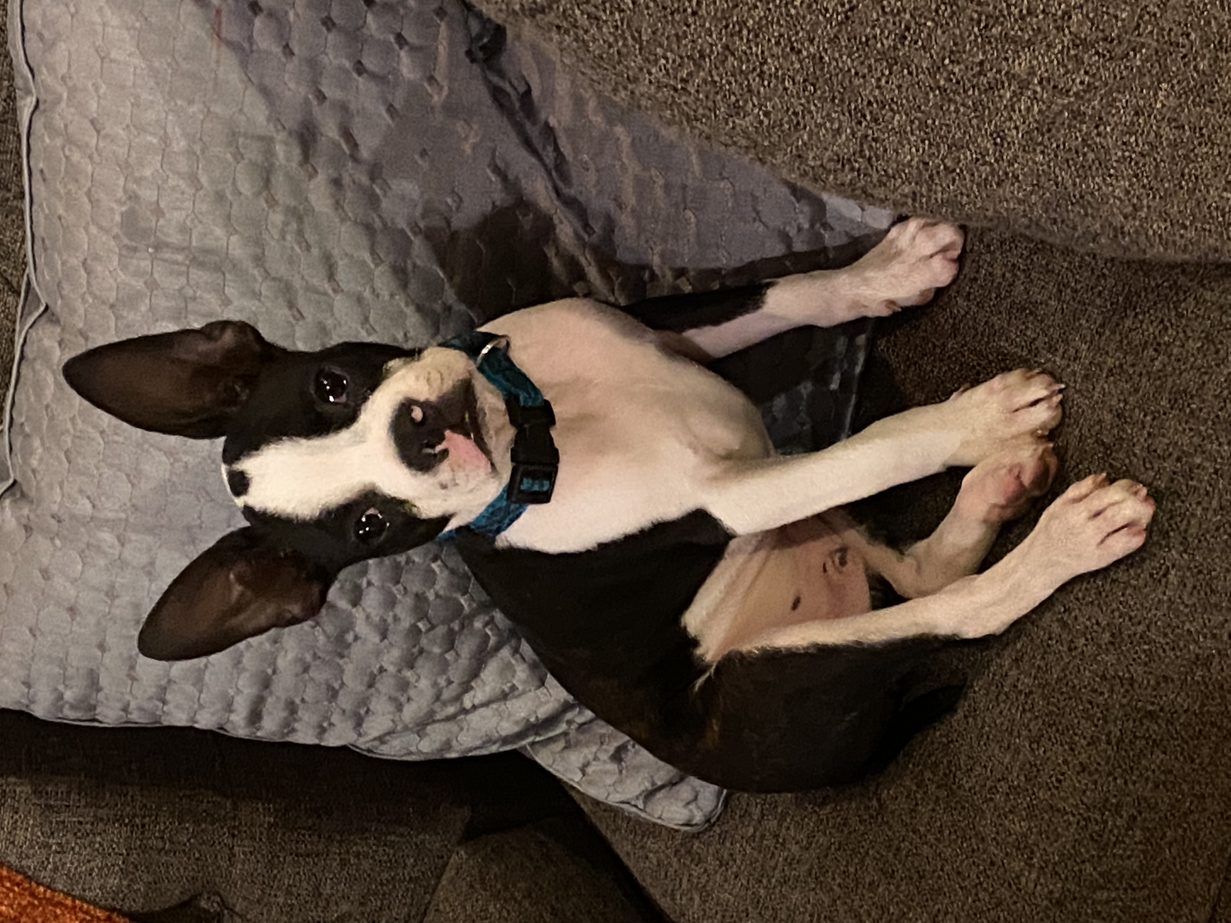 Boston Terrier Puppy