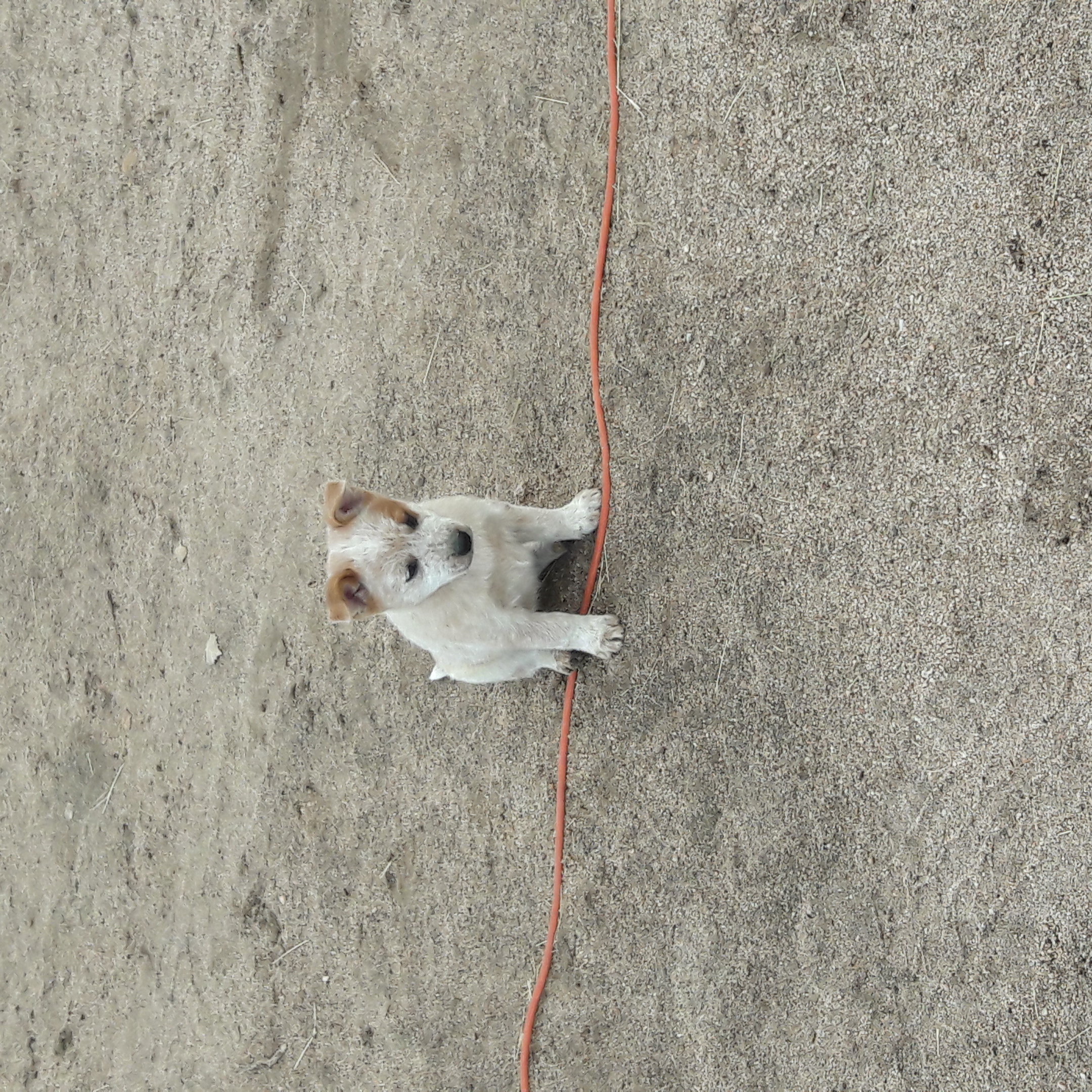 Australian Cattle Dogs / Queensland Heeler Puppies For Sale
