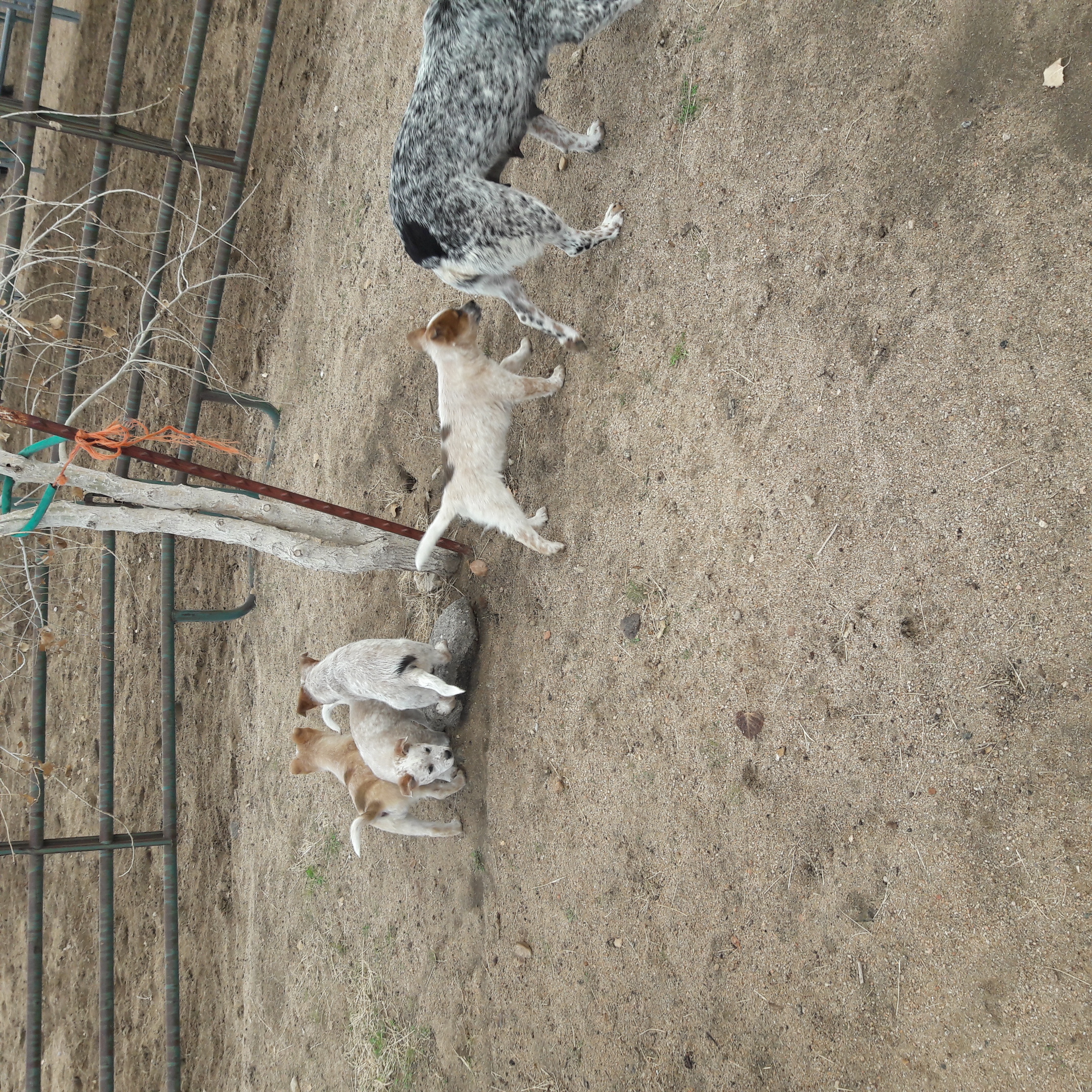Australian Cattle Dogs / Queensland Heeler Puppies For Sale