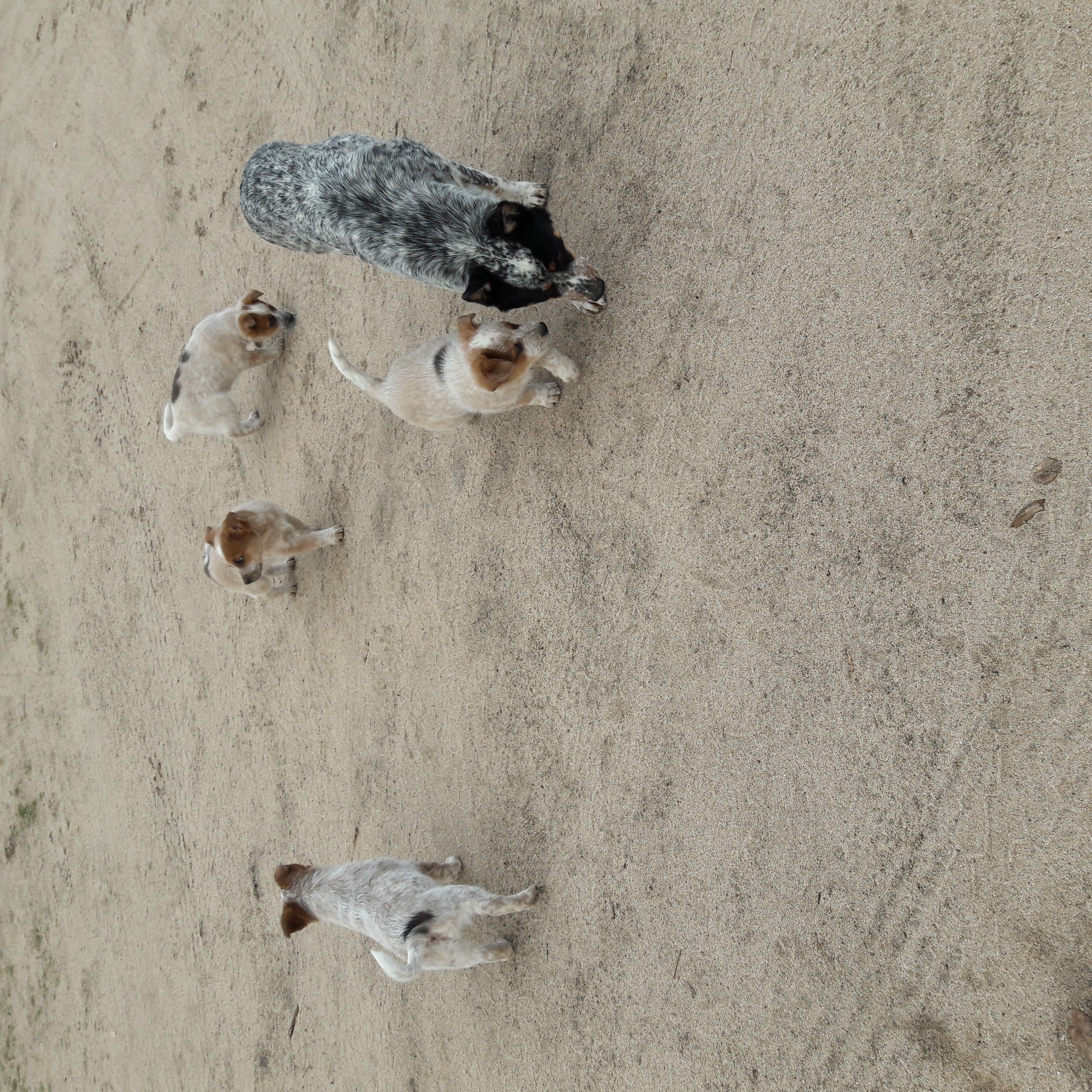 Australian Cattle Dogs / Queensland Heeler Puppies For Sale
