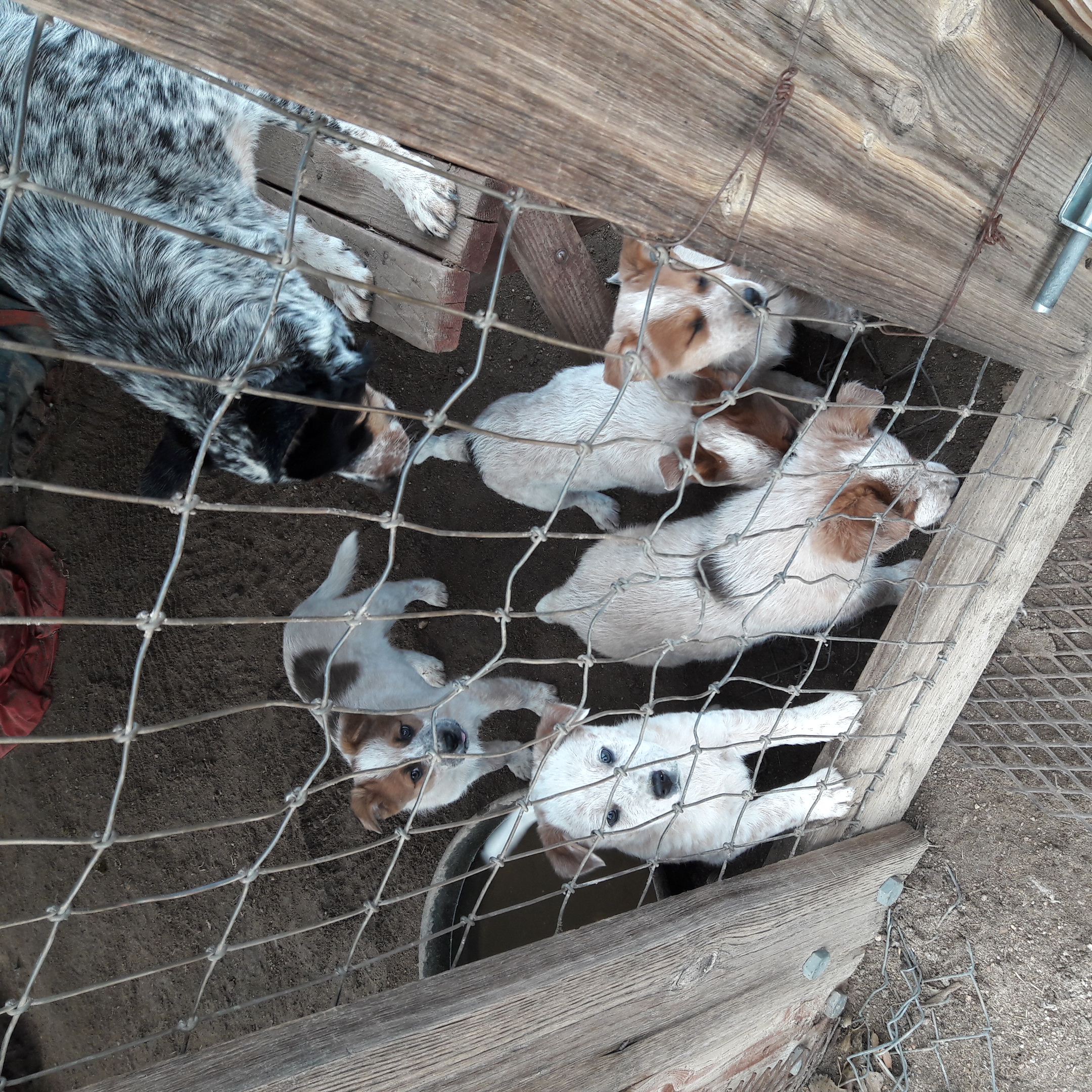 Australian Cattle Dogs / Queensland Heeler Puppies For Sale