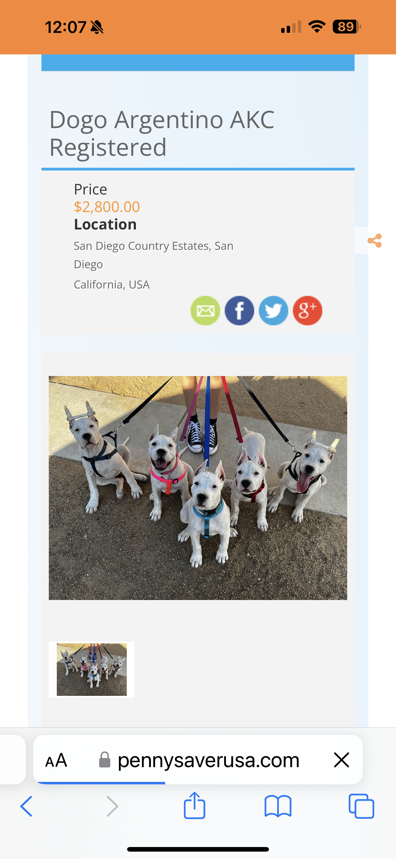 Dogo Argentino