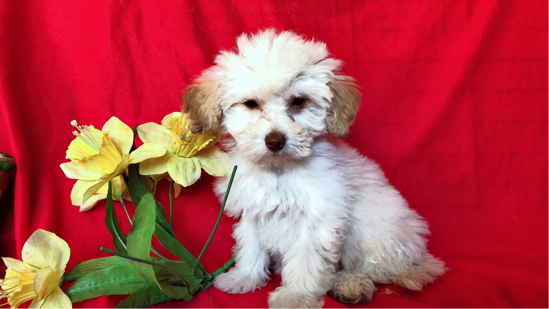 ADORABLE MALTESE MIXED WITH POODLE !
