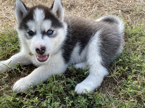REGISTERED HUSKY PUPPIES For Sale ??jp7213563@gmail.com