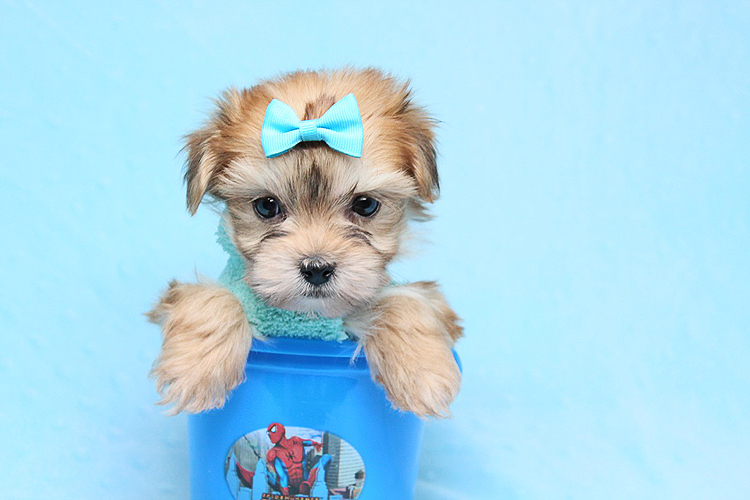 Boy with Luv - Tiny Teacup Morkie