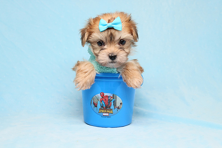 Boy with Luv - Tiny Teacup Morkie