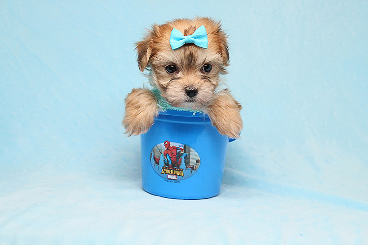 Boy with Luv - Tiny Teacup Morkie