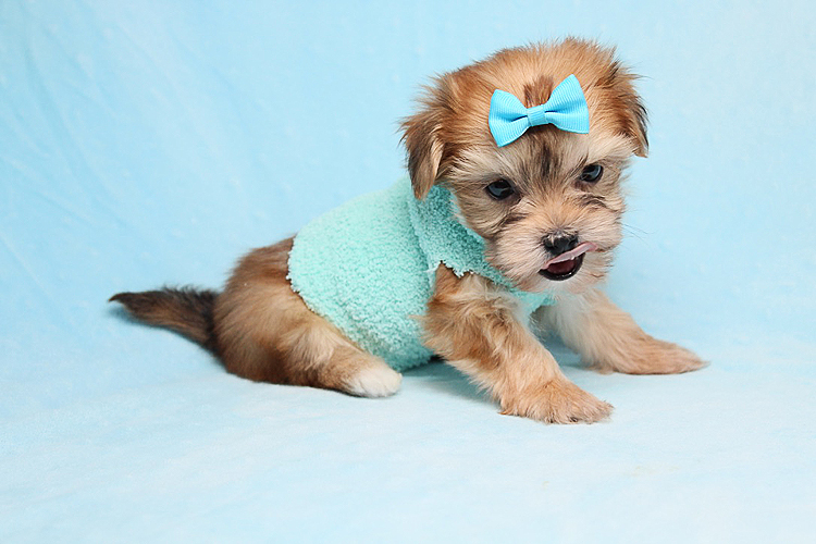 Boy with Luv - Tiny Teacup Morkie