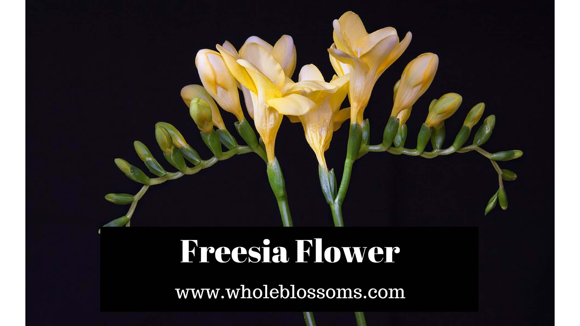 Order Gorgeous Freesia Flower from Whole Blossoms
