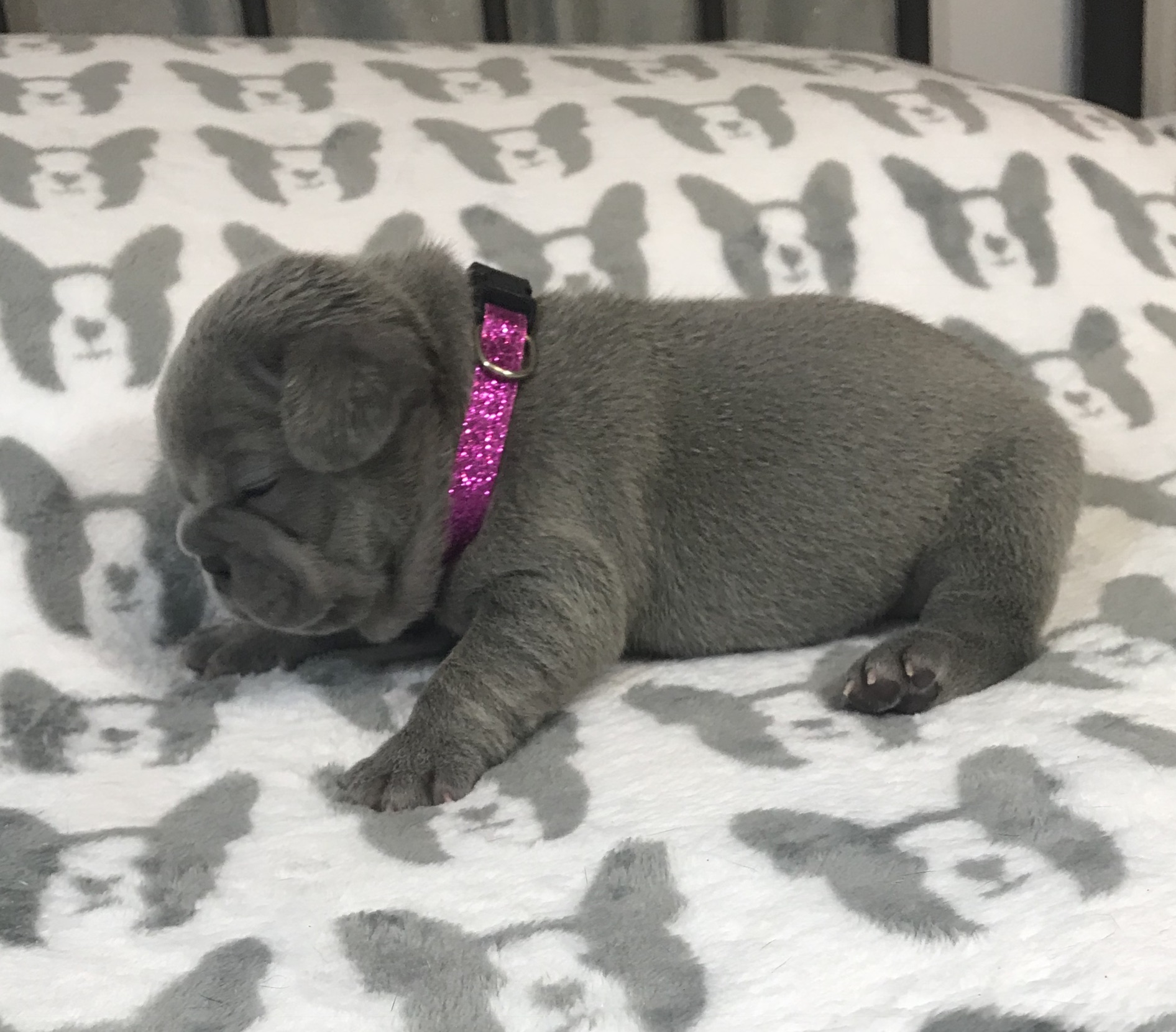 French Bulldogs