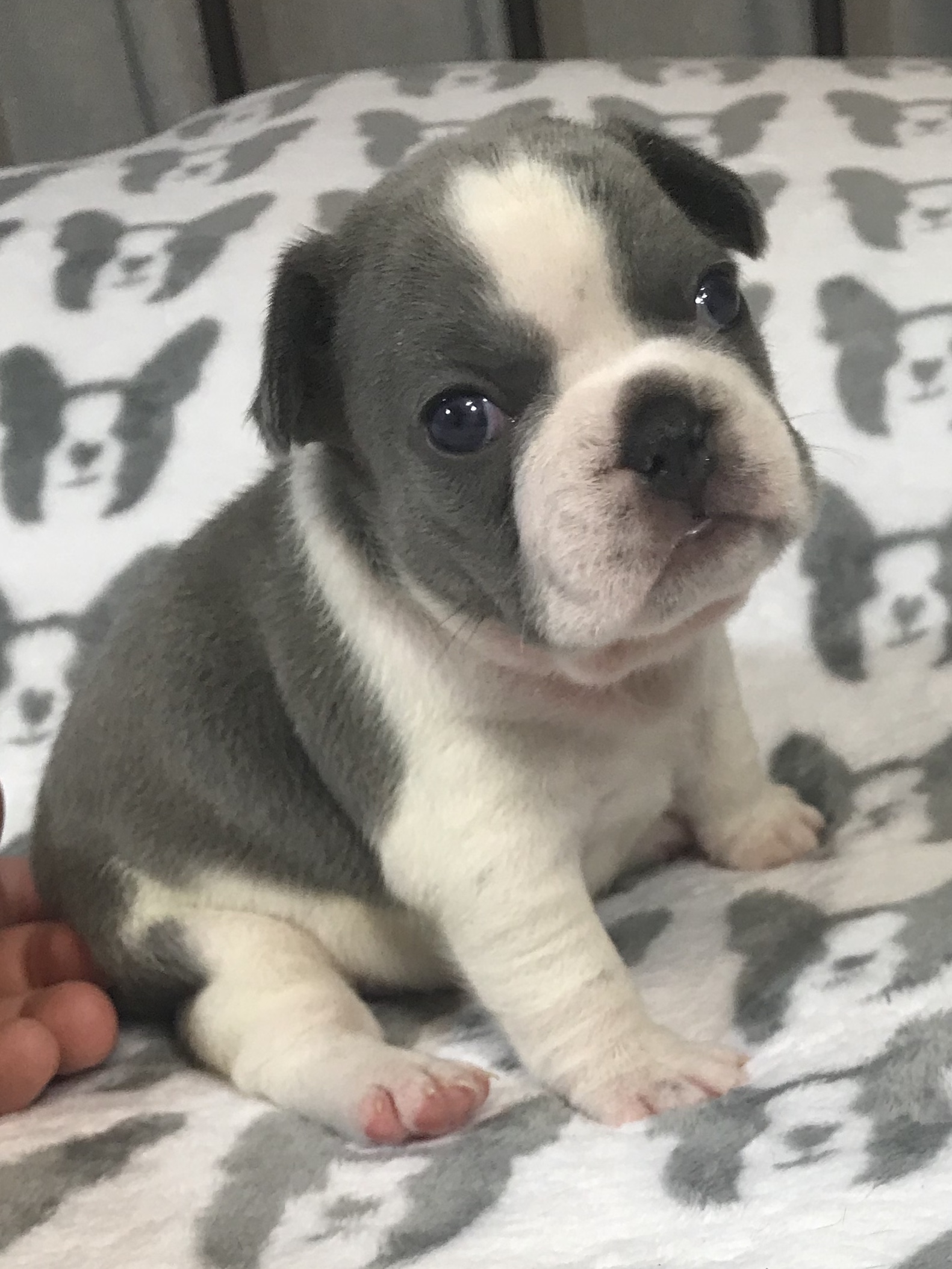 French Bulldogs