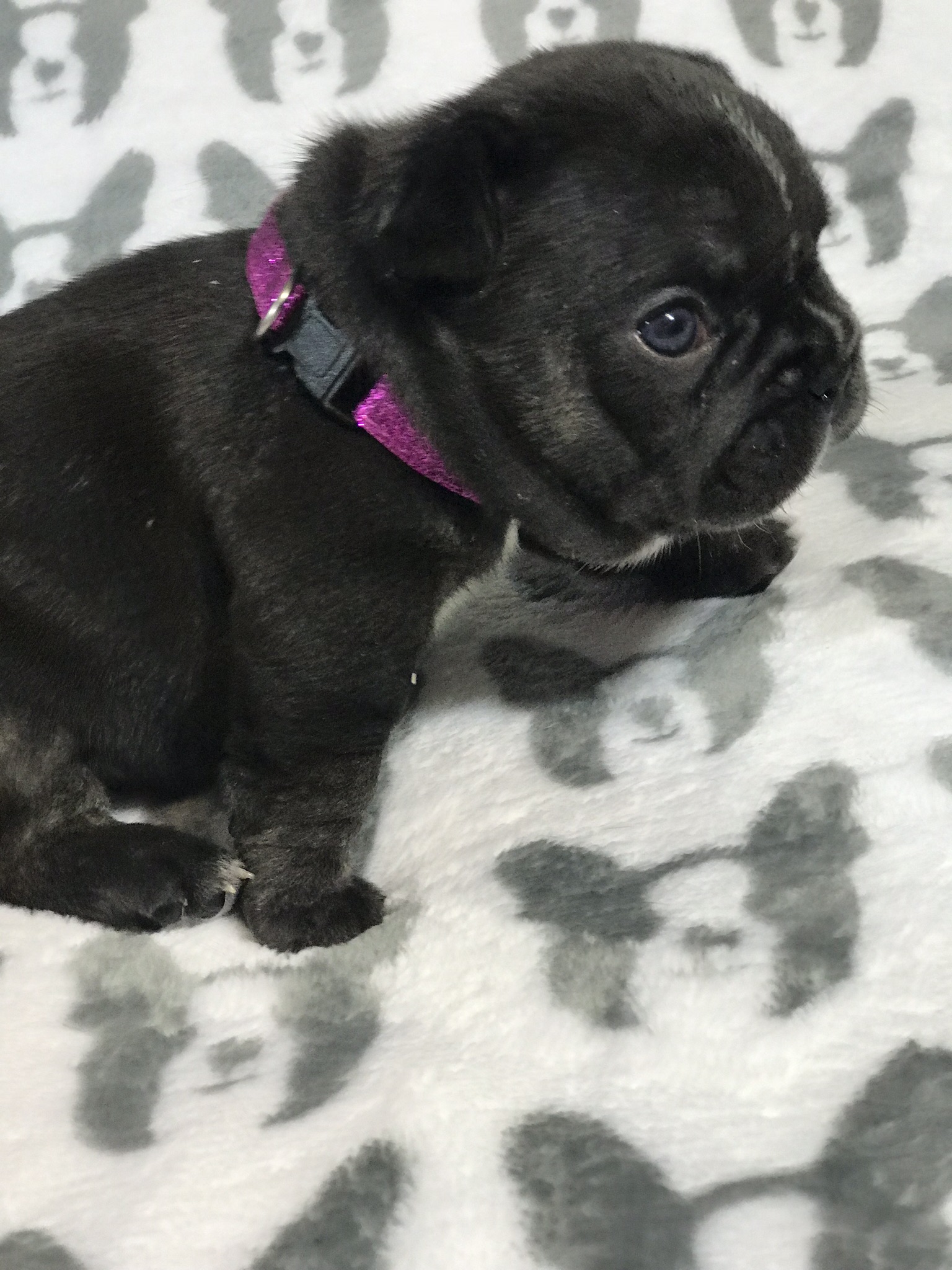French Bulldogs
