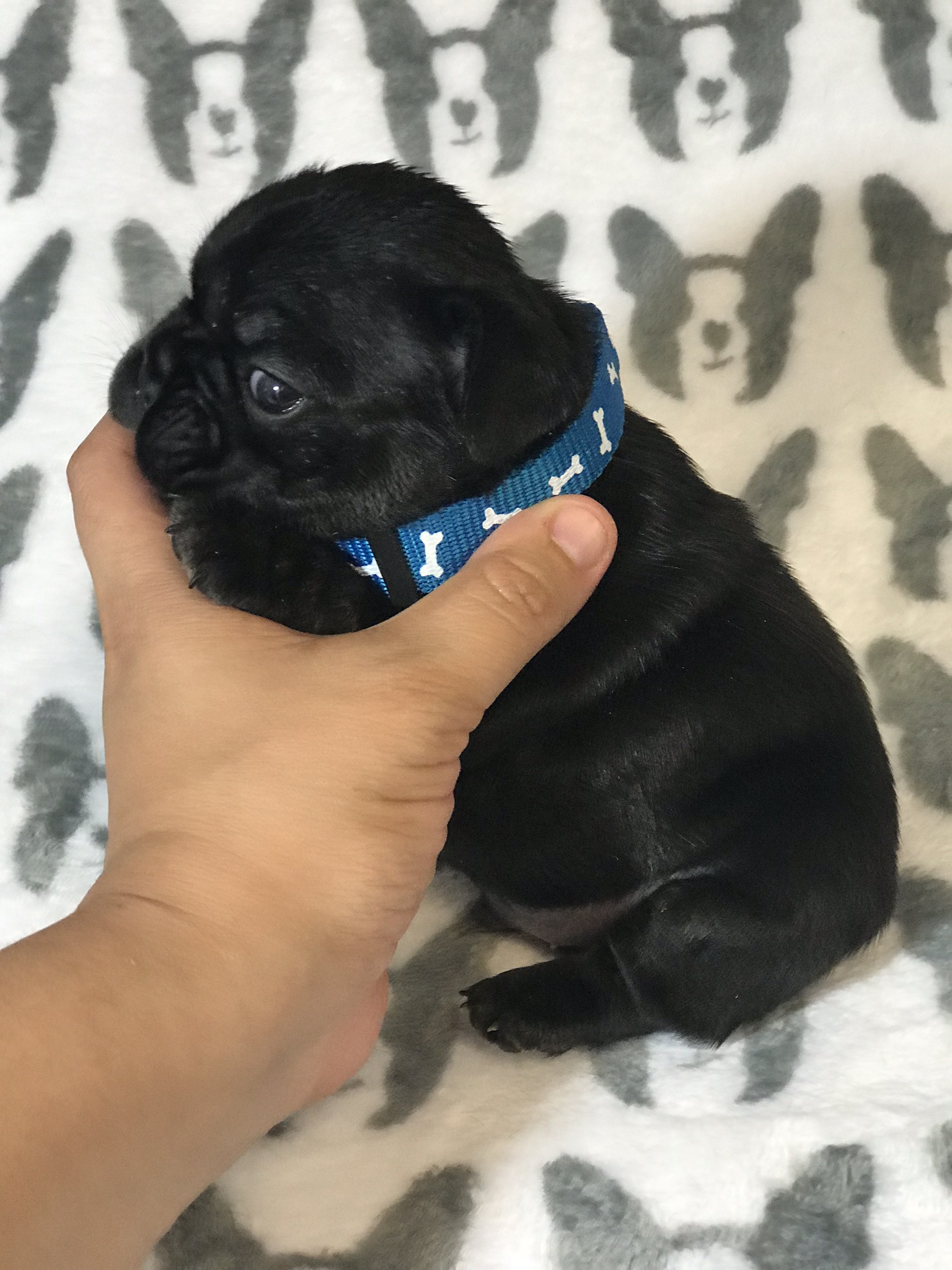 French Bulldogs