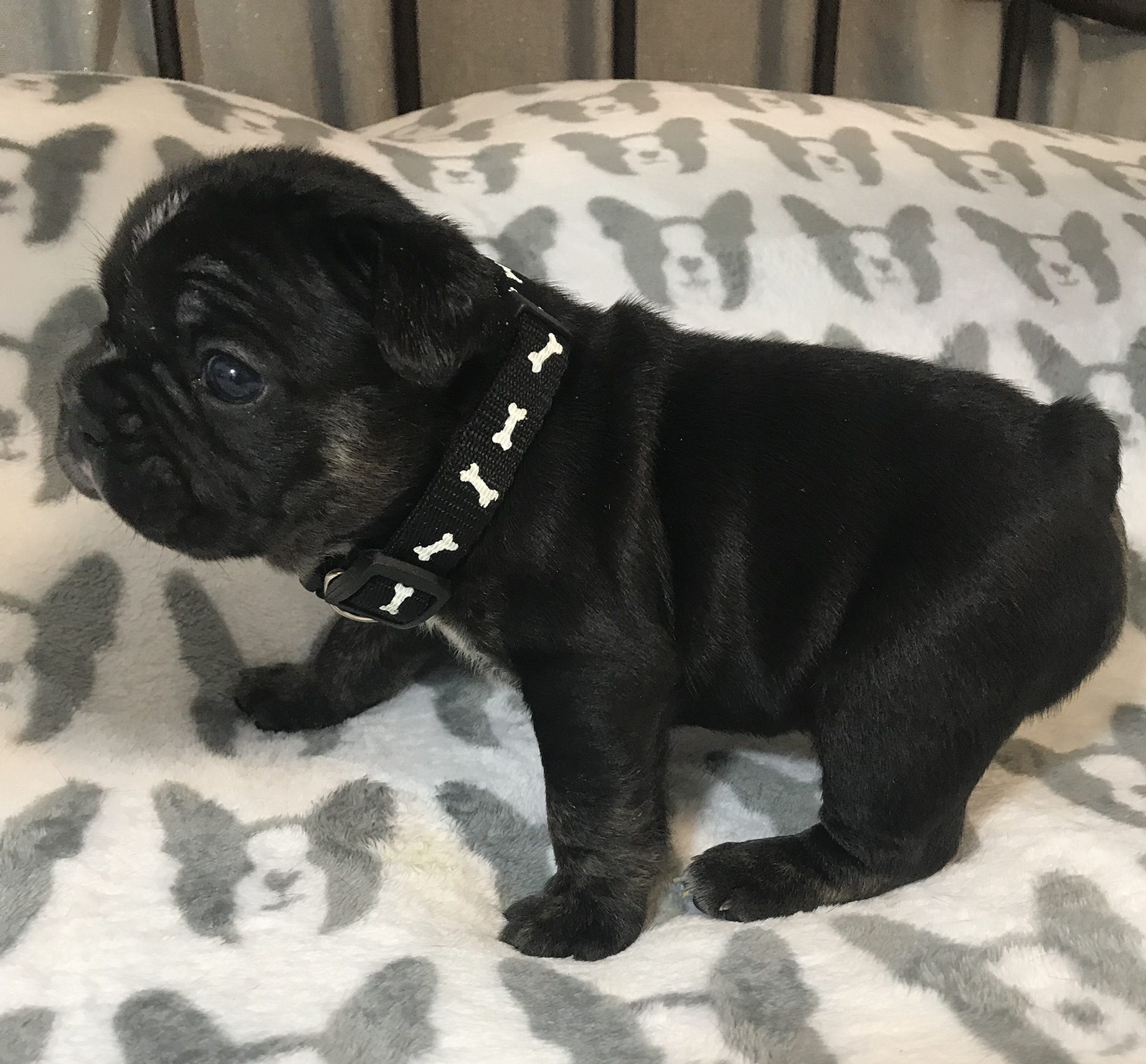 French Bulldogs
