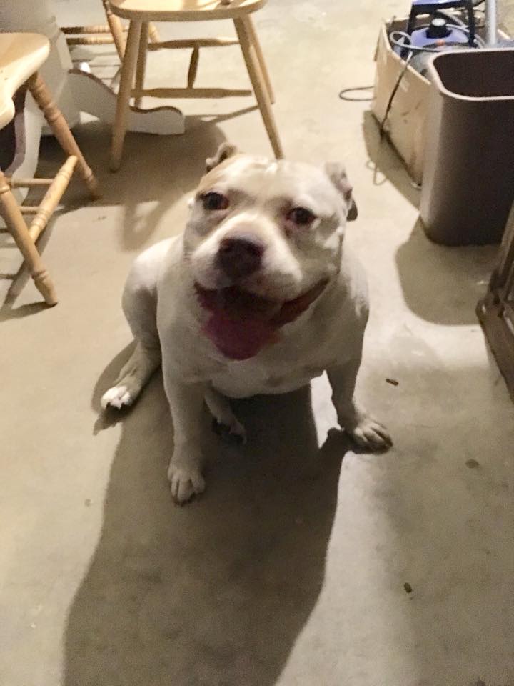 FOUND DOG