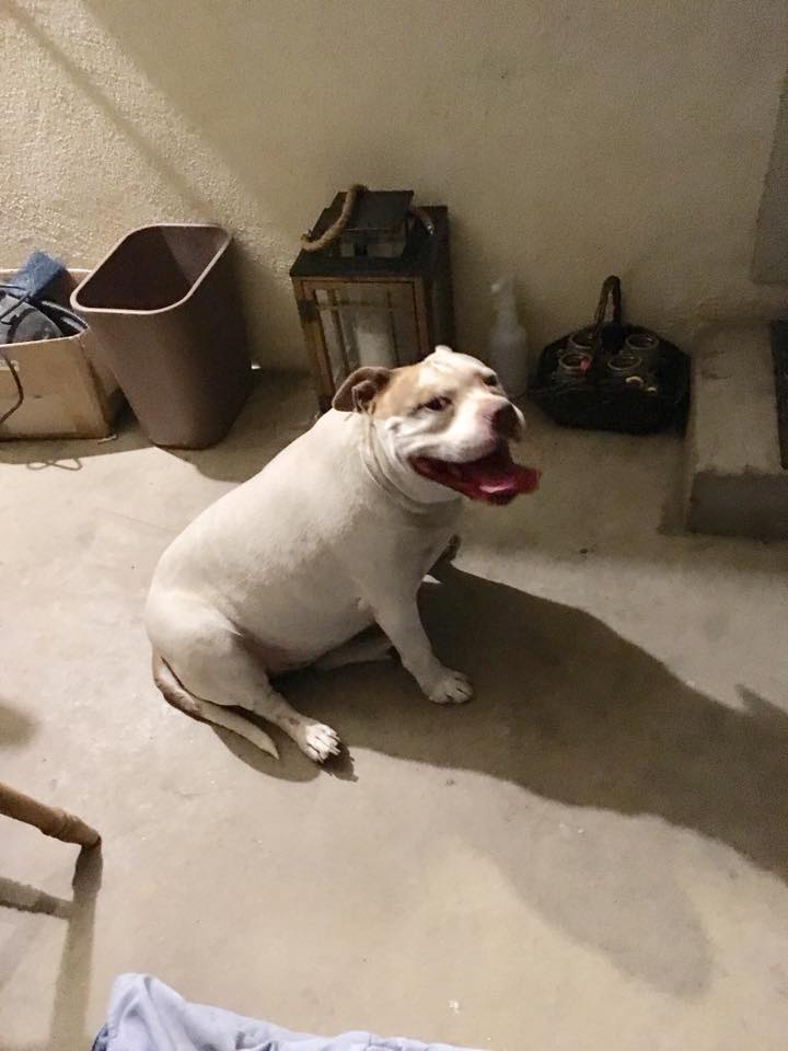 FOUND DOG